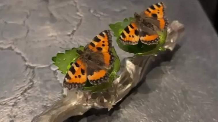 Servido? Entre Borboletas e Cérebros, o Cardápio do Absurdo