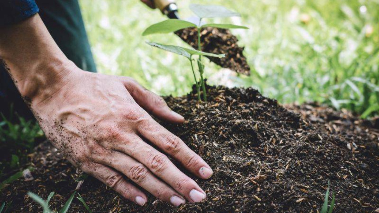 Projeto &quot;Capital Mundial do Oxigênio&quot; Propõe Revolução Verde em Fortaleza: Um Chamado para Políticas Públicas Sustentáveis