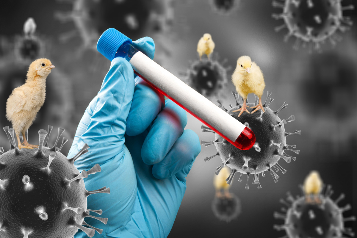 Gripe Aviária: Avanço em Vacinas e Alerta para Possível Pandemia