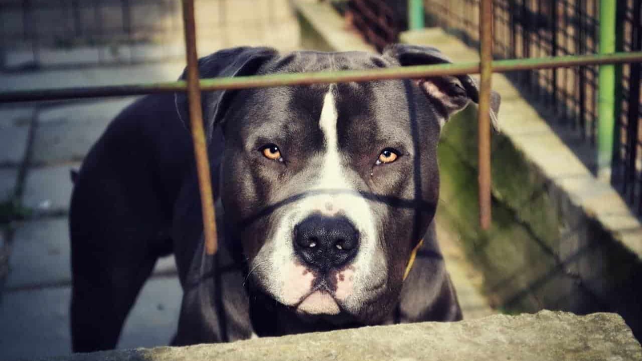 Grave Ataque de Pitbull a Bebê em Cariacica