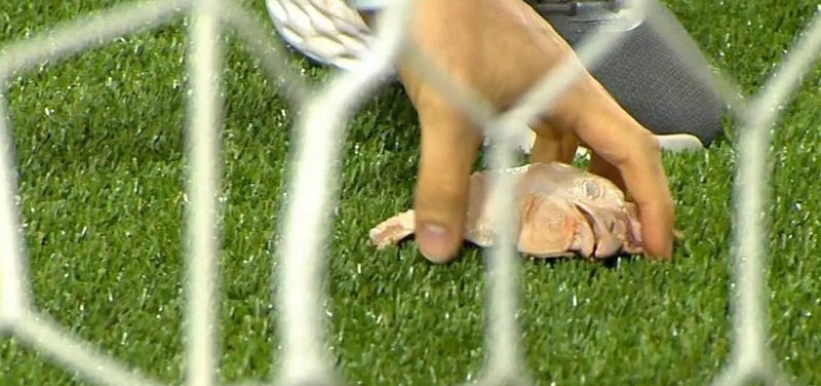 Dérbi Paulista Maculado: Cabeça de Galinha Atirada no Gramado