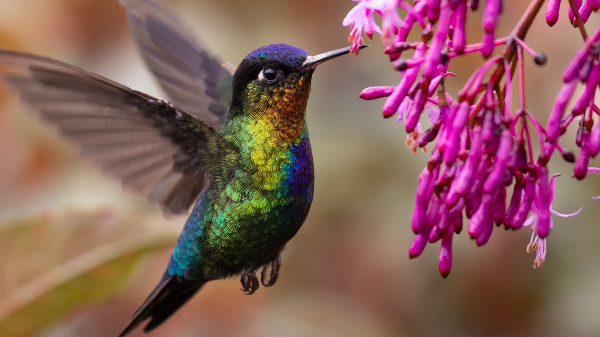 Beijo mais famoso da natureza está sob ameaça no Cerrado