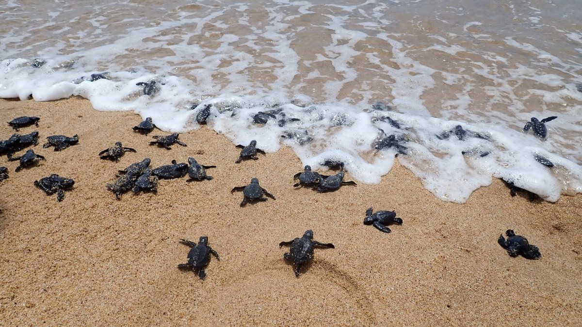 Praia do Futuro Celebra a Vida: Centenas de Tartaruguinhas Nascem em Eclosão Assistida