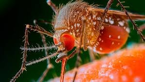 Alerta de Saúde: Febre Oropouche Avança no Ceará com Crescimento Alarmante em 2025