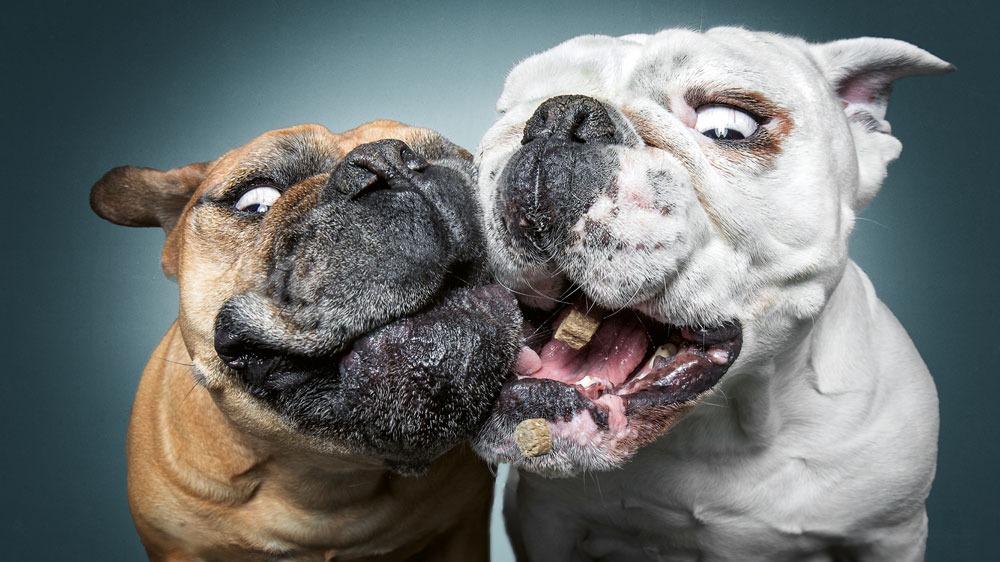 De Teste de Flash a Sensação Viral: As Caretas Caninas que Conquistaram o Mundo