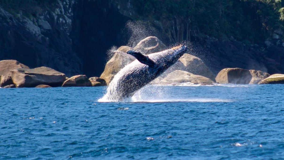 Espetáculo Marinho em Ilhabela: Baleias-Jubarte Dão Boas-Vindas à Temporada de Avistamentos!