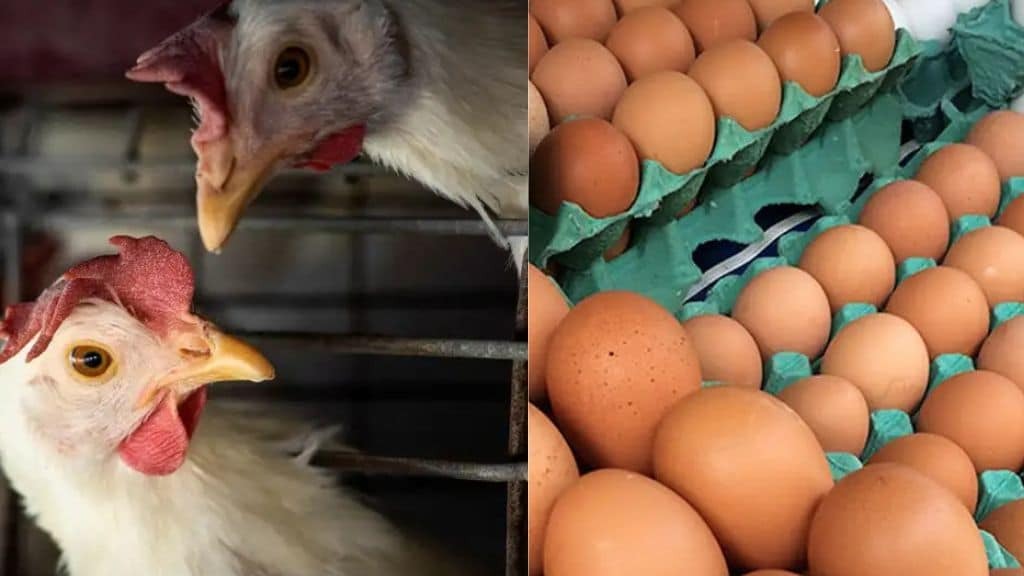 Alerta Vermelho na Avicultura Brasileira: Gripe Aviária em Granja Gaúcha Provoca Embargo Global a Frango e Ovos!