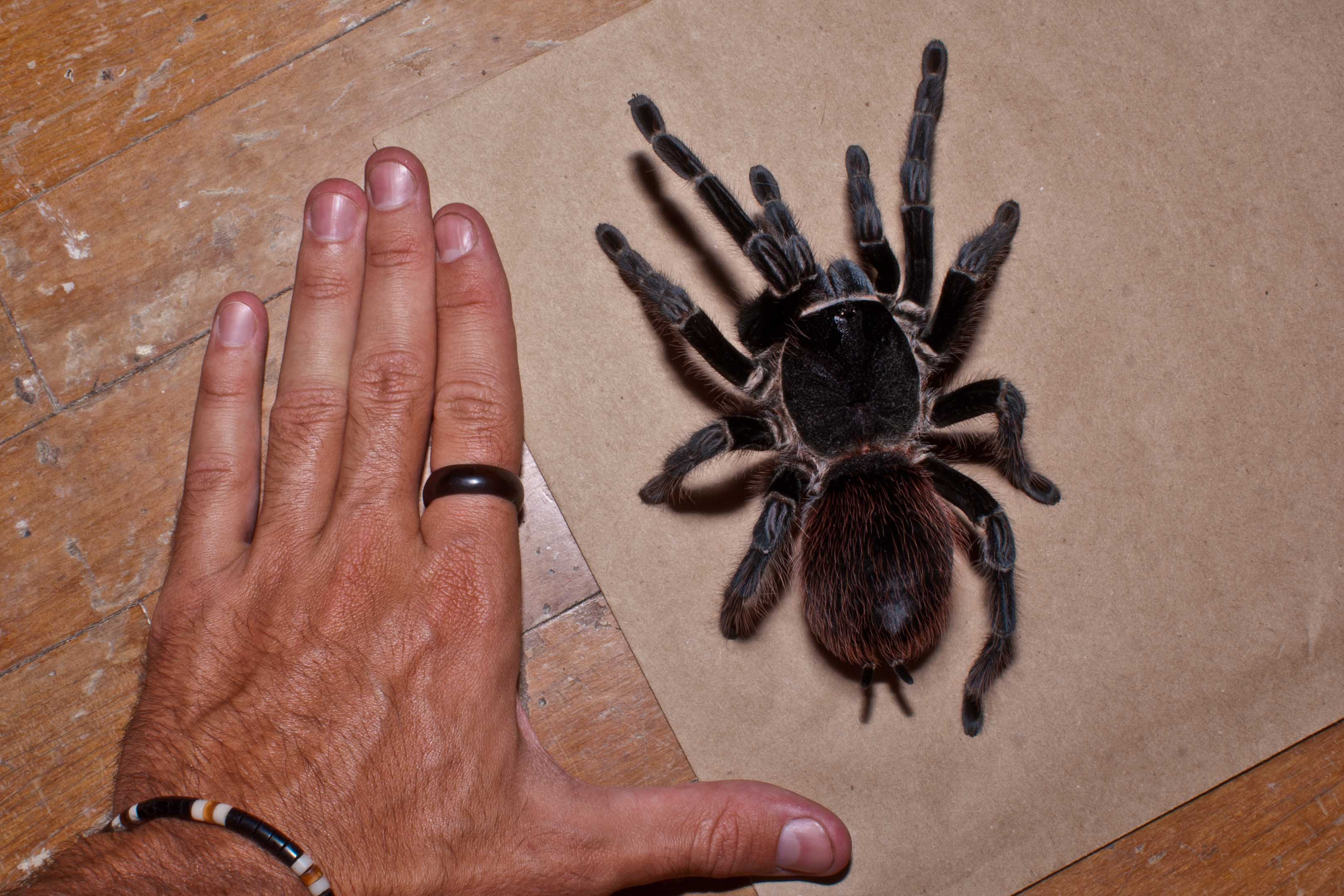 Aranhas "Parrudas" Surpreendem Moradores e Invadem Casas em São Paulo