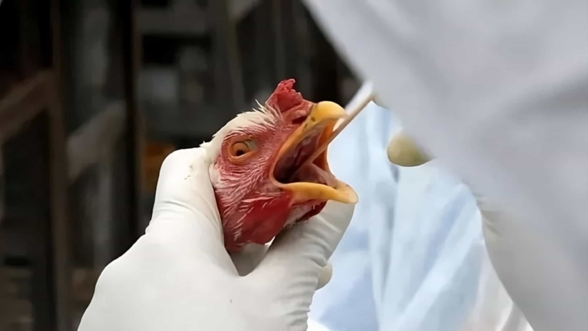 Alerta Sanitário no Interior: Síndrome Misteriosa em Salitre Acende Sinal de Atenção para Possível Gripe Aviária!