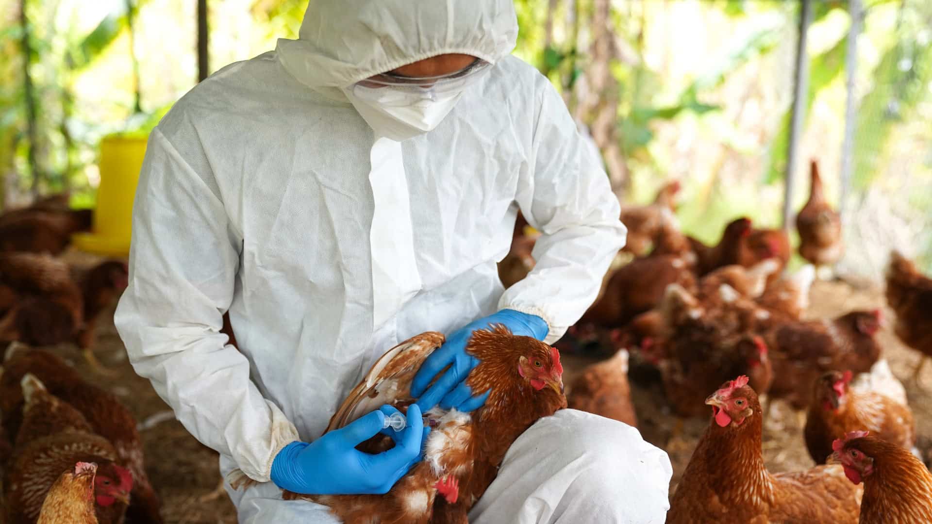 Foco Sob a Lupa: Ceará em Alerta Máximo com Suspeita de Gripe Aviária em Salitre!