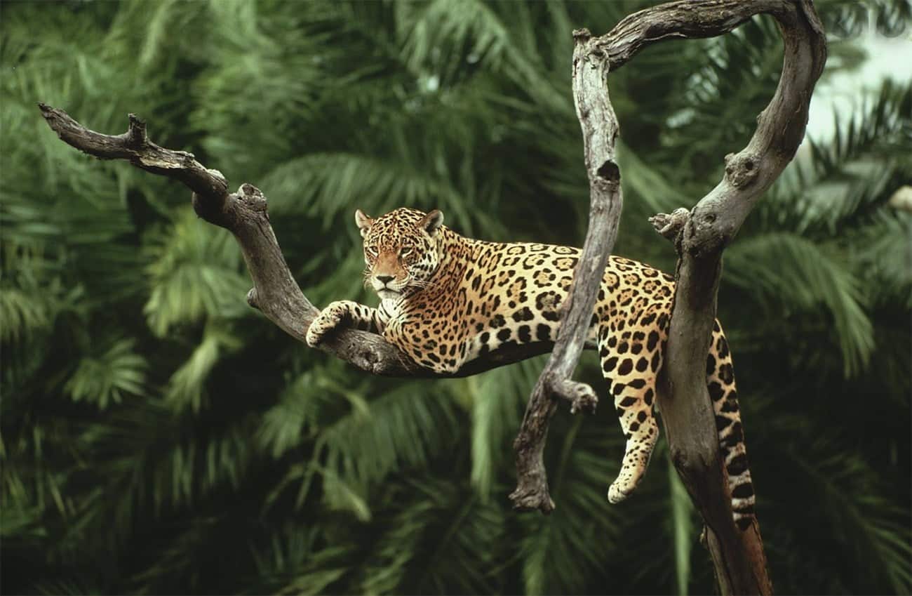 Imagem de destaque: Amazônia em Alerta: O Clima Está Fora de Controle e Você Precisa Saber o Porquê!