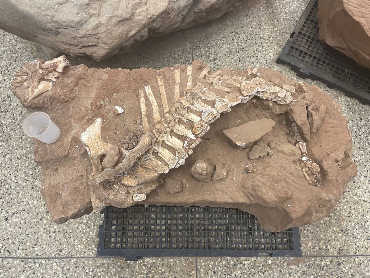 Quatro Fósseis Brasileiros Serão Repatriados da Alemanha em Novo Acordo Histórico