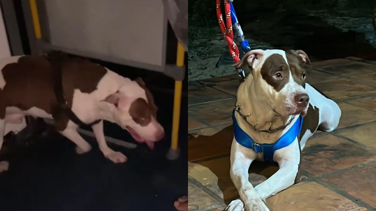 Aventura Urbana: Pitbull &quot;Viajante&quot; Assusta Passageiros de Ônibus e Reencontra Tutores