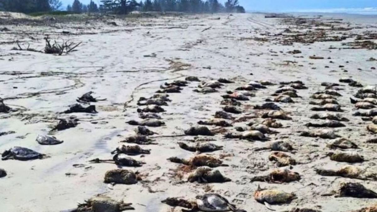 Mistério no Litoral de SP: O que está matando centenas de pinguins?