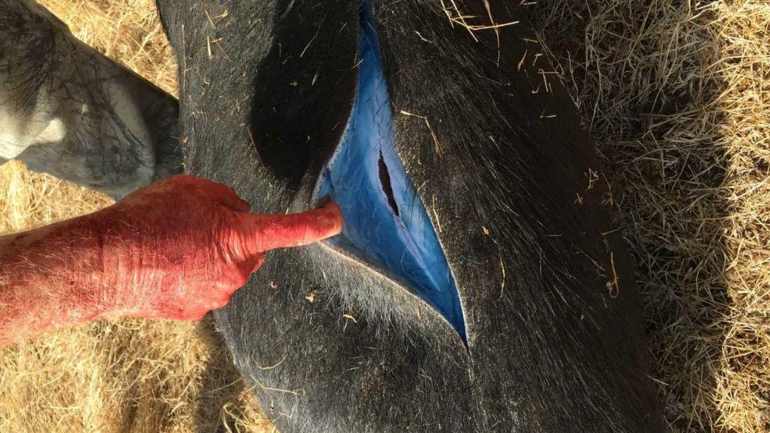 Javaporcos azuis na Califórnia: o fenômeno bizarro que expõe um perigo invisível