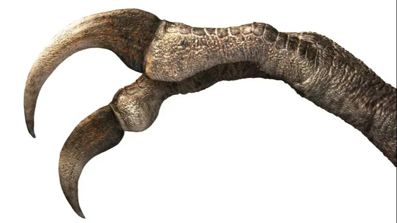 Nova espécie de dinossauro revela adaptações únicas