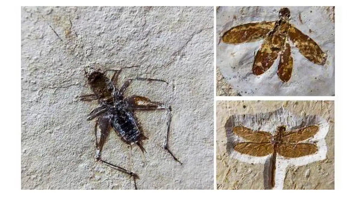 Tesouros do Cariri Retornam ao Brasil: Fósseis de 100 Milhões de Anos Resgatados na Europa