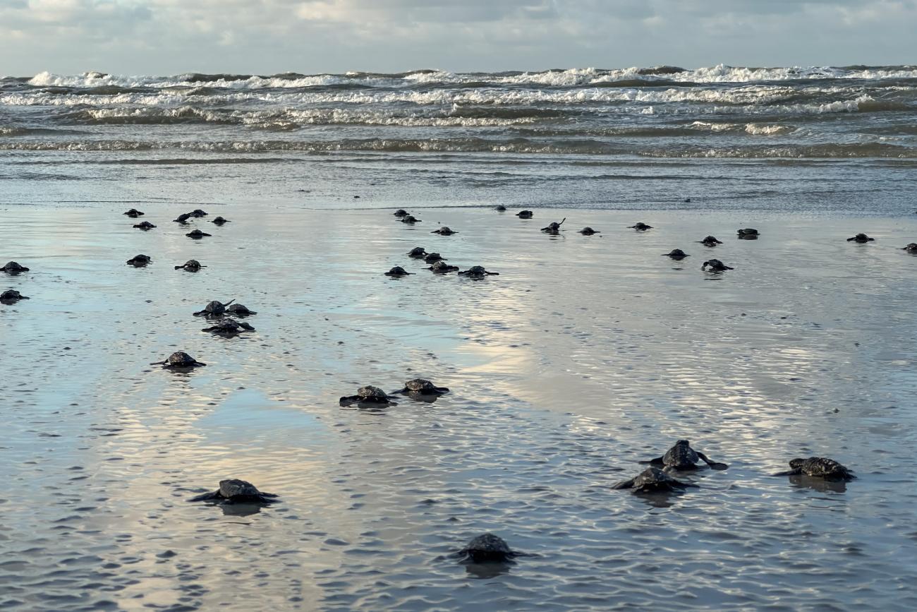 &quot;Milagre na Praia: Centenas de Tartarugas-Marinhas Iniciam Jornada ao Mar Sob Olhar Emocionado de Voluntários e Curiosos&quot;